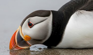 Las muertes masivas de aves marinas en Europa encienden las alarmas sobre el impacto de la crisis climática